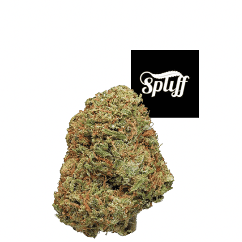 Spliff Nation Dispensary Cannabis Bud Cannabis bud from Spliff Nation Dispensary, high-quality and fresh.