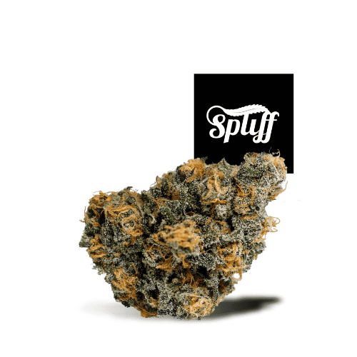 Spliff Nation Dispensary Cannabis Bud Cannabis bud with frosty trichomes and orange hairs at Spliff Nation Dispensary.