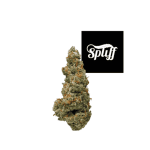 Premium cannabis bud at Spliff Nation Dispensary in NYC.