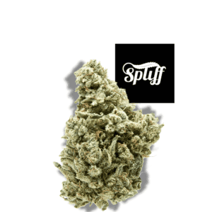 Premium cannabis bud from Spliff Nation Dispensary in New York City, NY