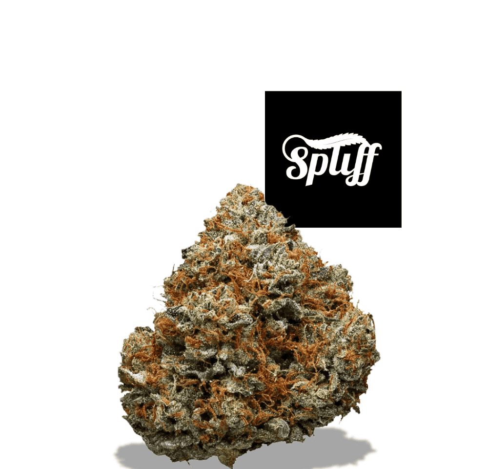 High-quality cannabis bud at Spliff Nation Dispensary in New York City, NY