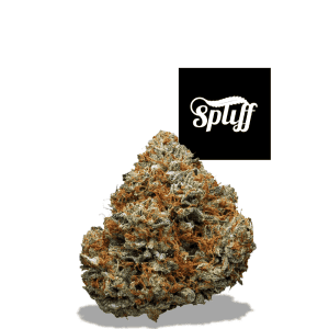 High-quality cannabis bud at Spliff Nation Dispensary in New York City, NY