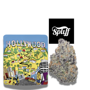 Cookies Hollywood premium flower 3.5g at Spliff Nation Dispensary in New York, NY