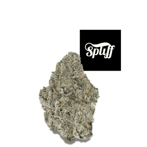 Permanent Marker hybrid cannabis flower 34.3% THC premium exotic bud from Spliff Dispensary New York City, NY